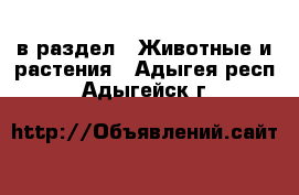  в раздел : Животные и растения . Адыгея респ.,Адыгейск г.